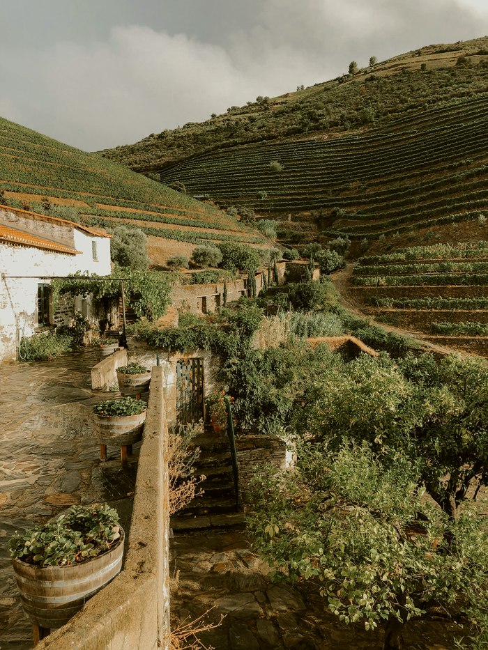 Terraced vineyard